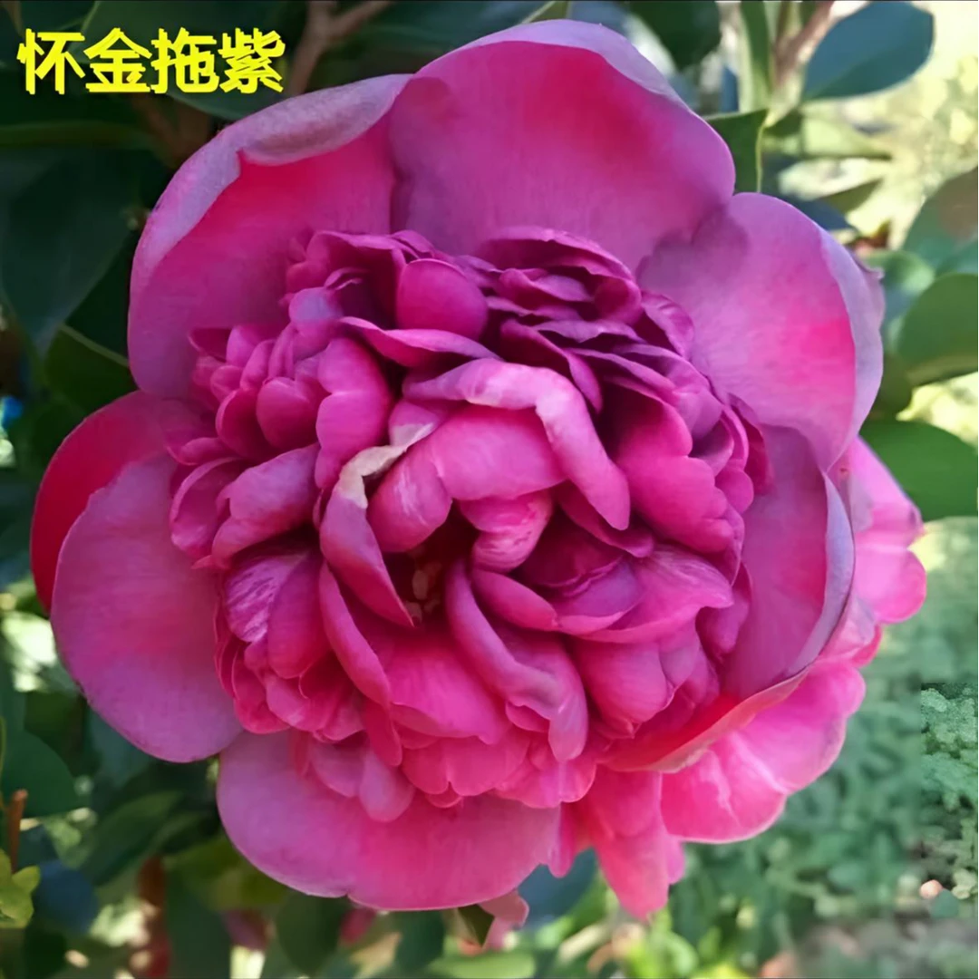 【怀金托紫】会变色的四季花色不同的茶花原产地基地自产自销带花苞