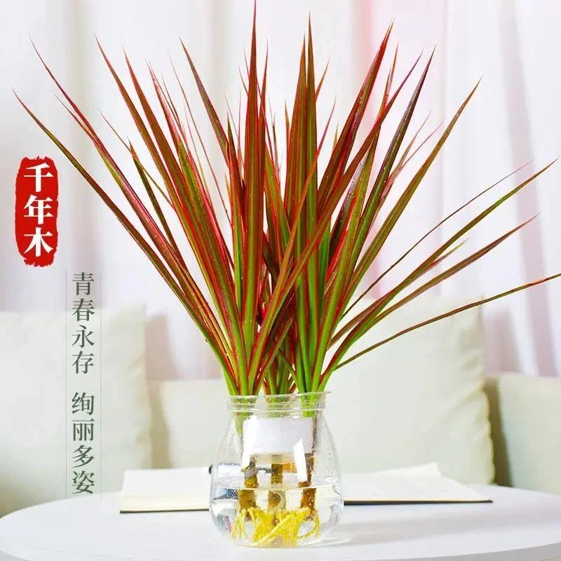 七彩铁盆栽千年木苗龙血树带根发货室内外桌面客厅绿色除甲醛植物