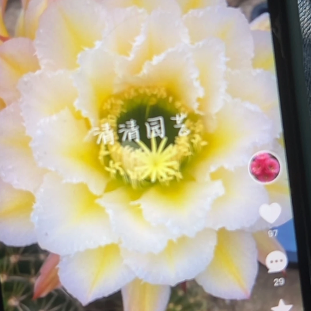 【闪购商品】颜如玉侧牙