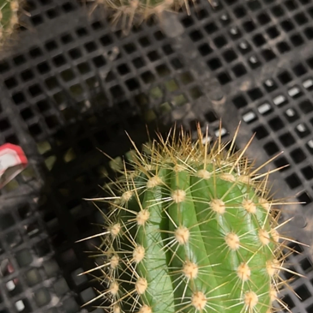 【闪购商品】清清3-108