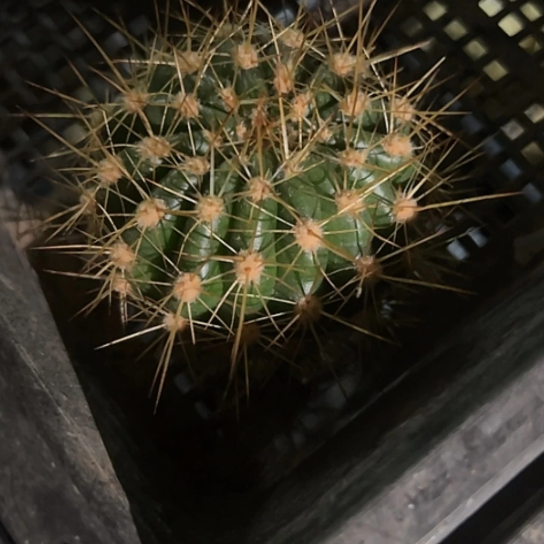 【闪购商品】醉红颜侧牙