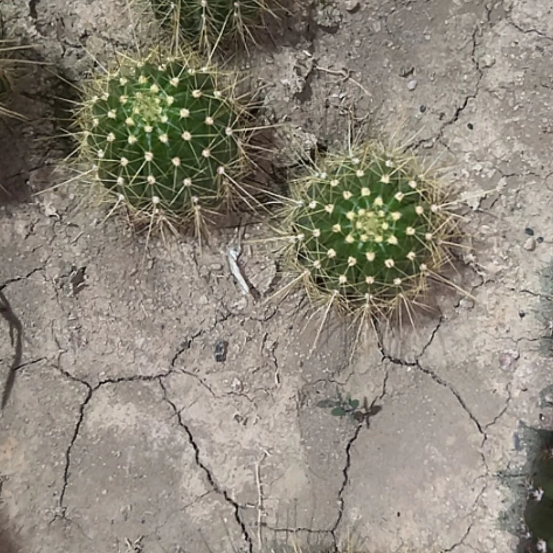 【闪购商品】清清3-044