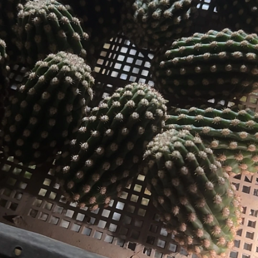 【闪购商品】清清3-564