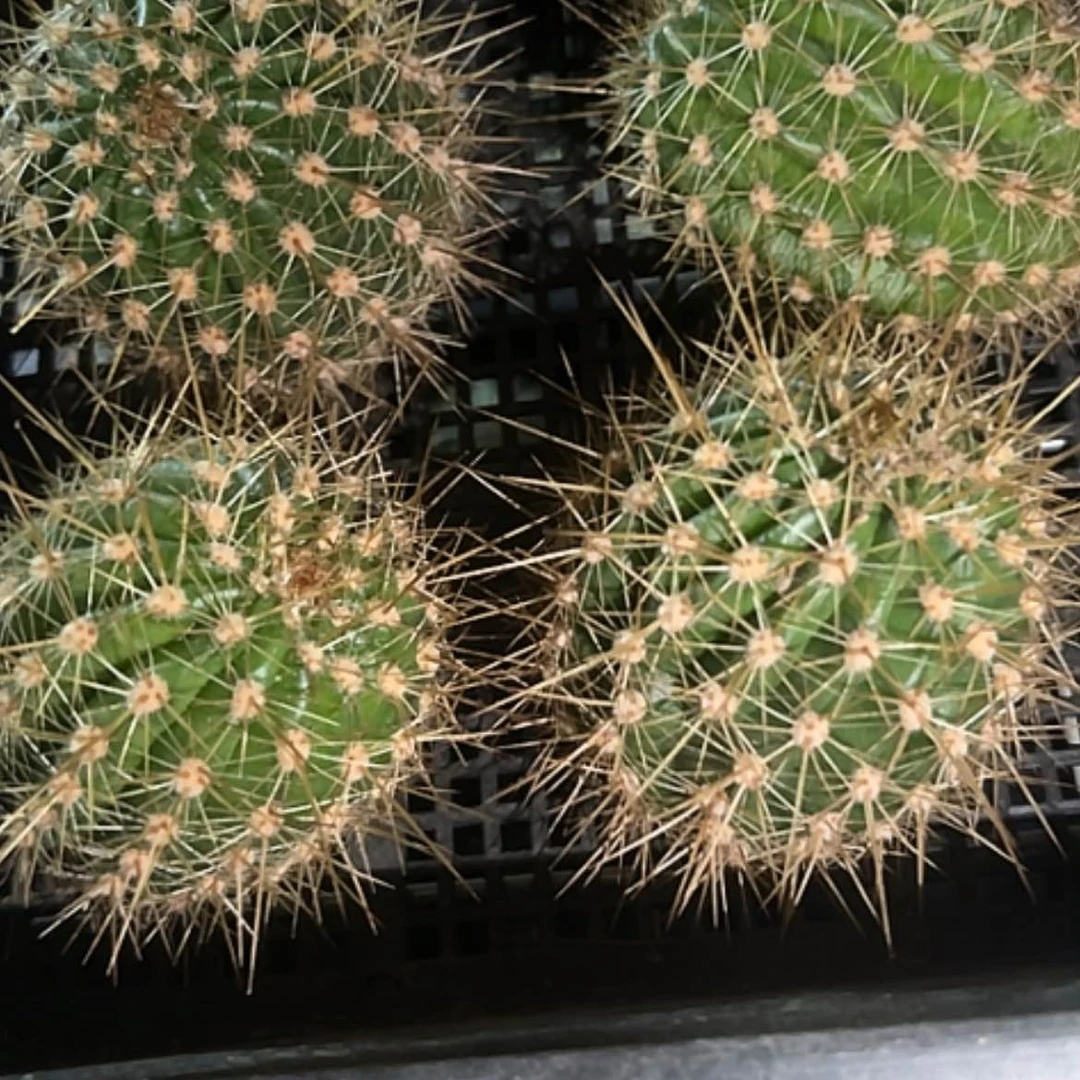【闪购商品】金盏菊侧牙凉好