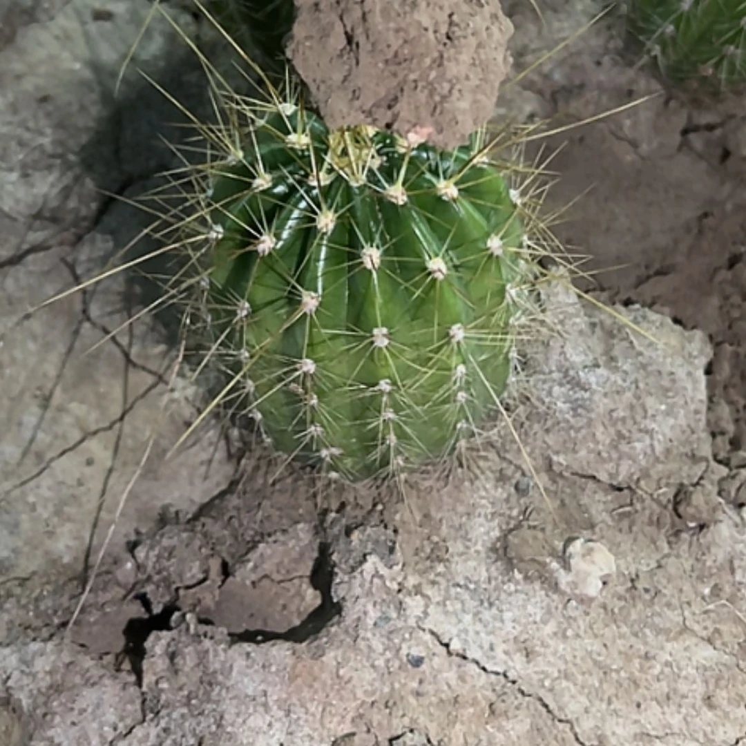 【闪购商品】艳*天白牡丹根