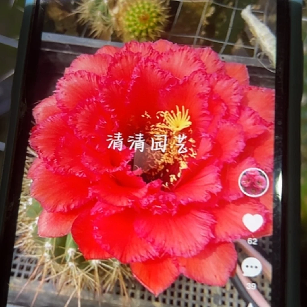 【闪购商品】清清179根