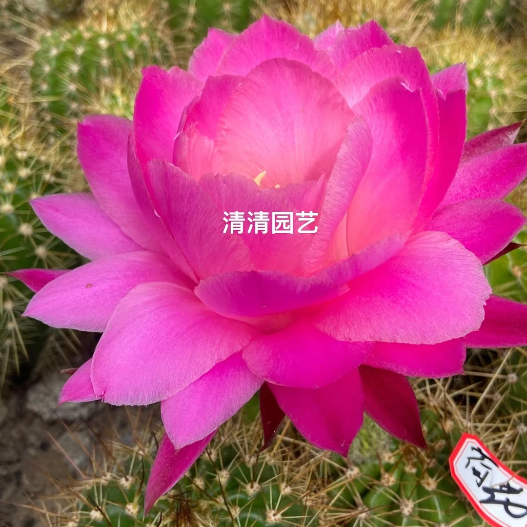 仙人球毛花柱 侧牙 荷花  开花美观