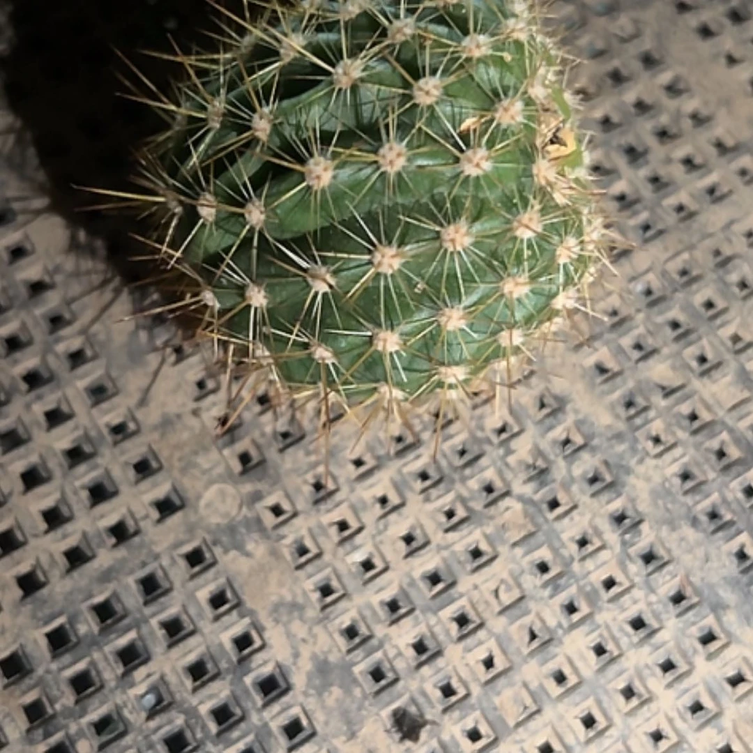 【闪购商品】清清16-3