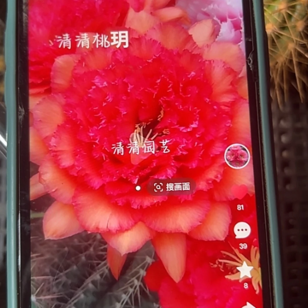 【闪购商品】清清桃玥侧牙有礼品