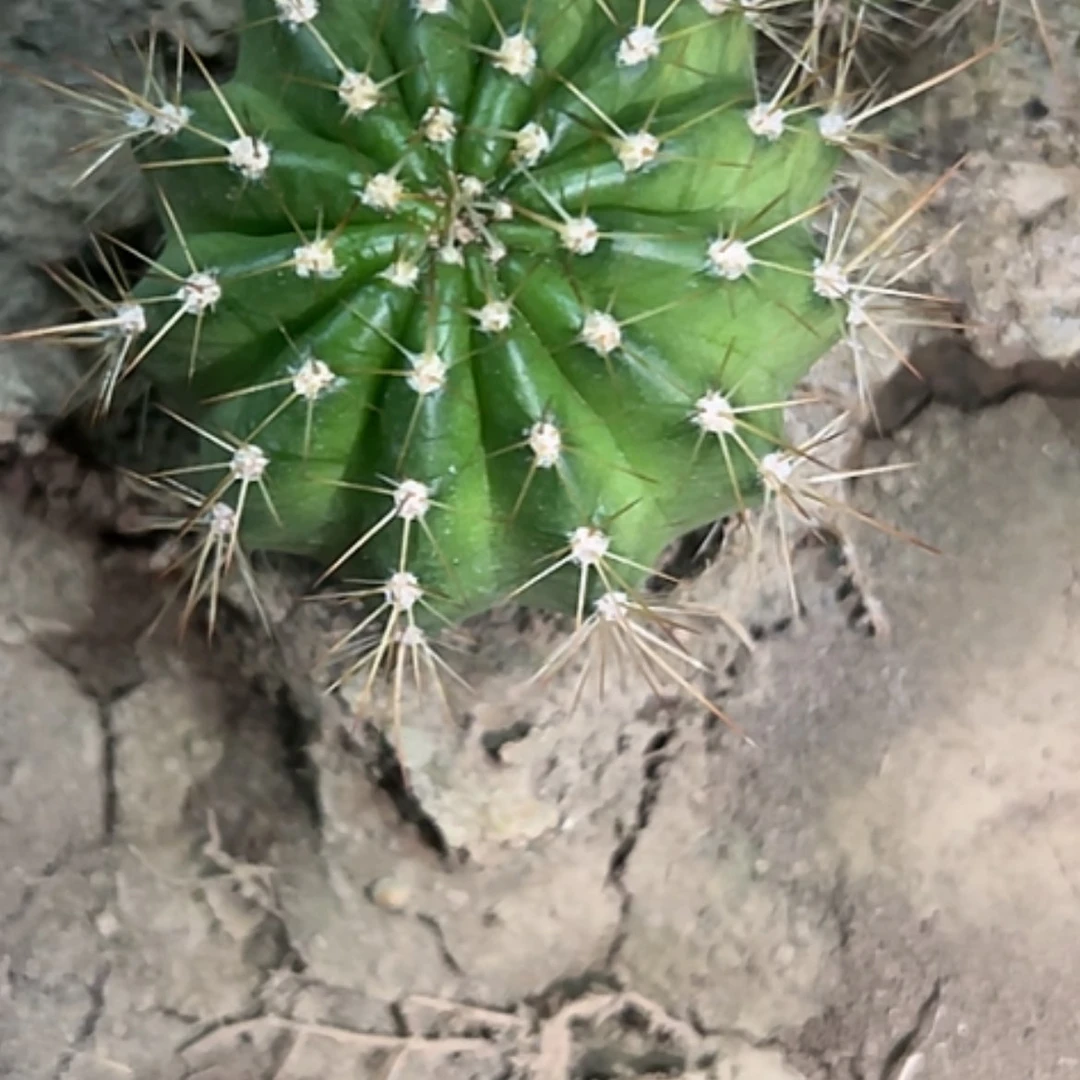 【闪购商品】清清3-285