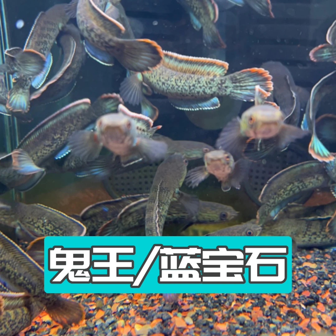 印尼鬼王雷龙/蓝宝石雷龙7-9厘米