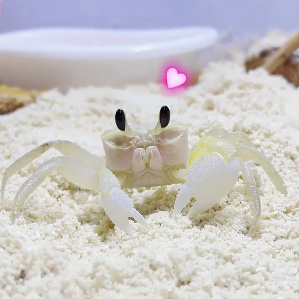 沙蟹中华沙蟹宠物蟹温顺好养陆生办公室小宠小朋友观察乖巧萌萌哒