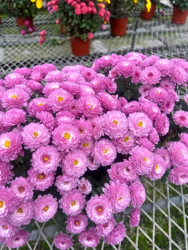 糖果甜心菊球菊千头菊易爆花