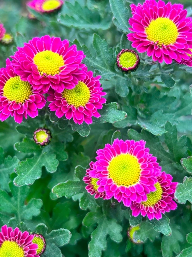 丸叶小米菊小木桩室内外耐寒