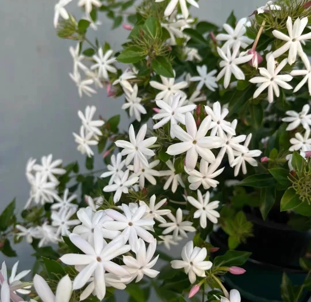 花香粉苞茉莉(越南)尖粉苞茉莉茉莉多年生木本植物庭院阳台好养