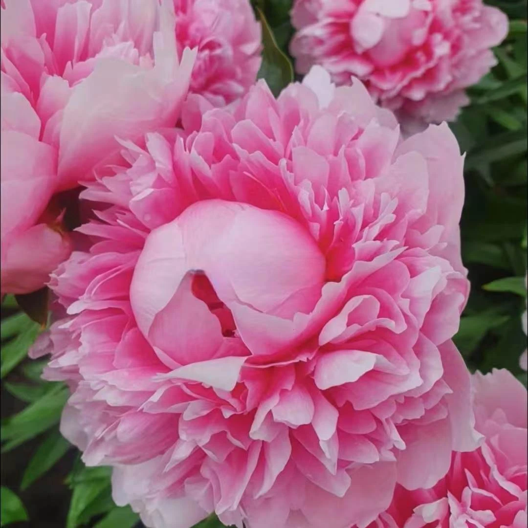 【贝斯博克斯特】芍药花苗