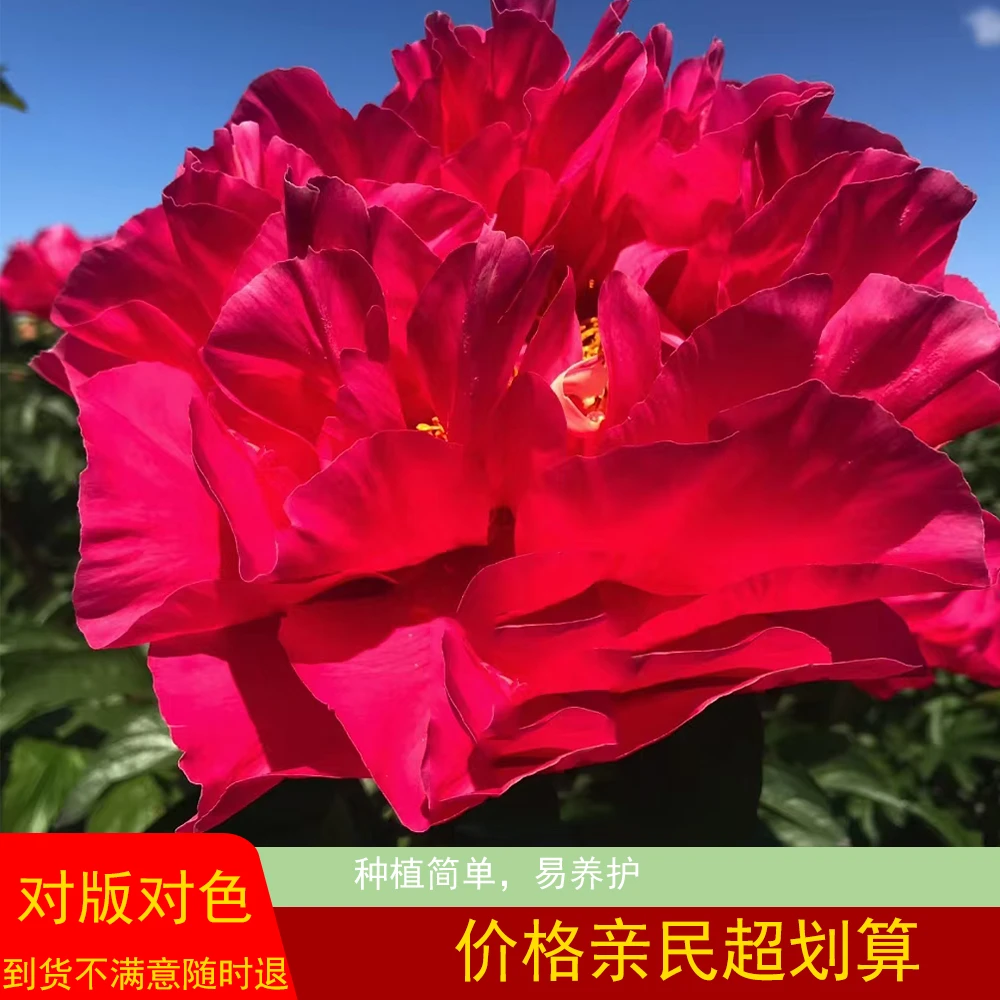 【亮铜】芍药花苗 新品首发 盆栽地栽庭院种植 产地直发