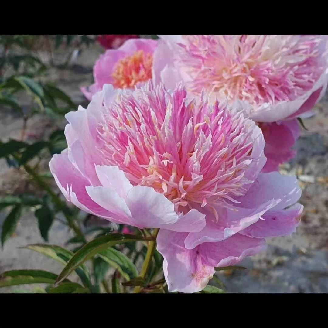 【誓言】芍药花苗.