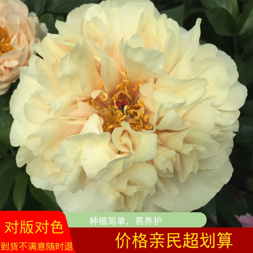 【黎明女神】芍药花苗，新品首发