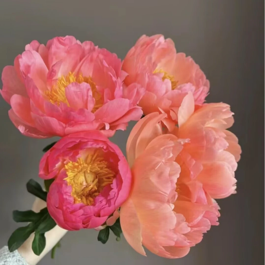 【落日珊瑚】芍药花苗  变色系 观赏重瓣大花庭院盆栽种植