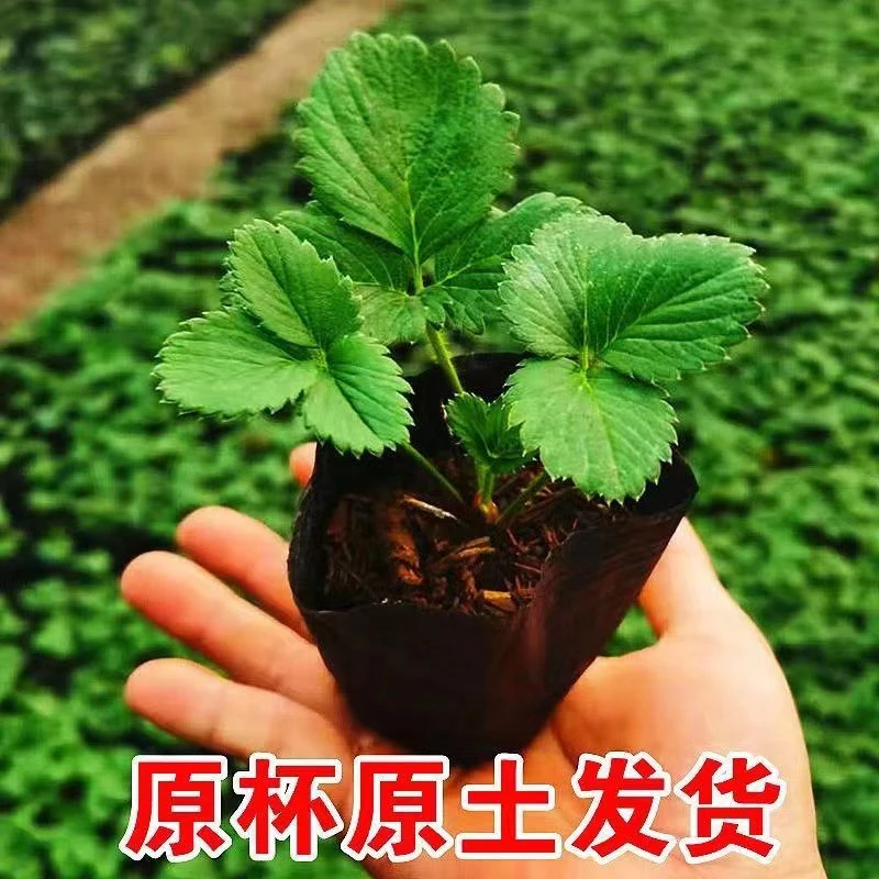 （景叔专属）草莓苗四季盆栽阳台庭院奶油种植苗南方当年结果绿植