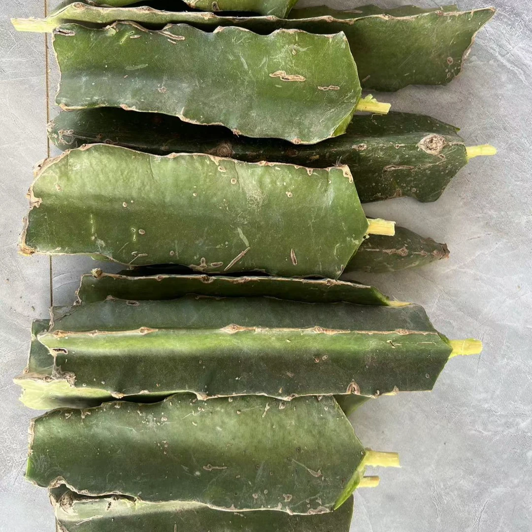 福利款火龙果苗庭院阳台种植