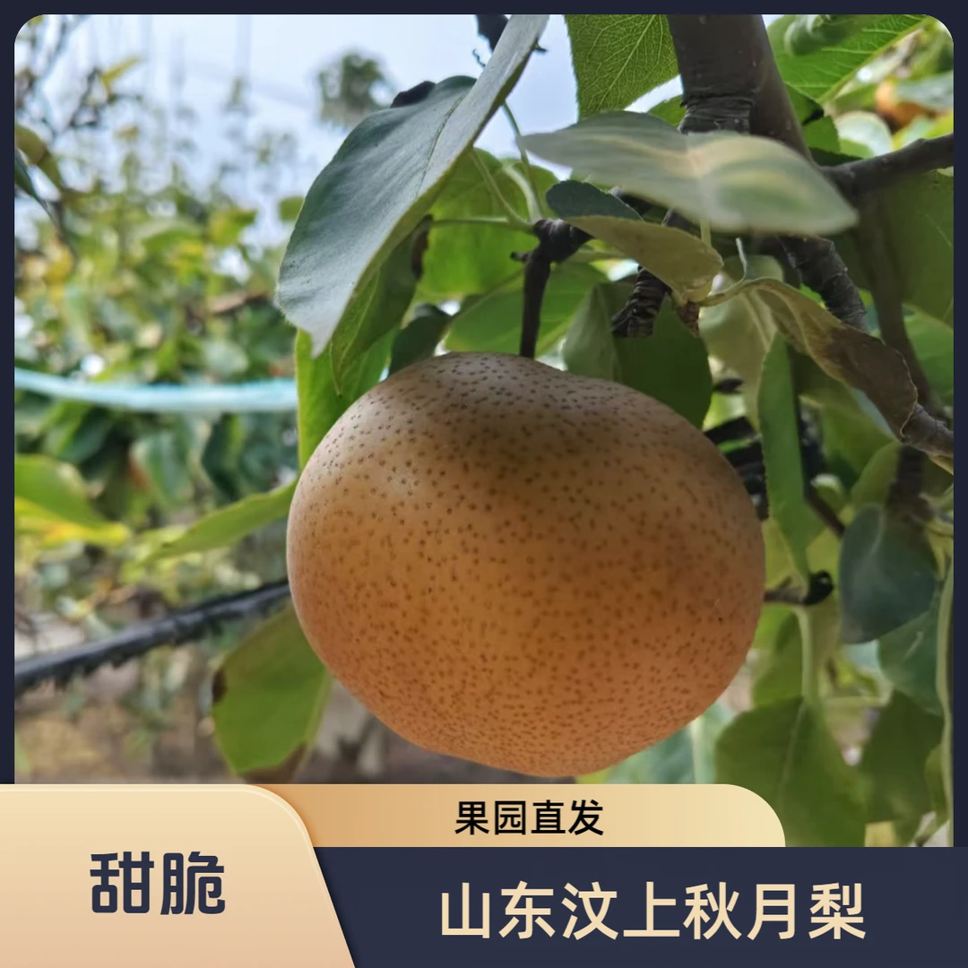 【新店特价】山东汶上秋月梨新采摘脆甜丑梨4.5斤发货