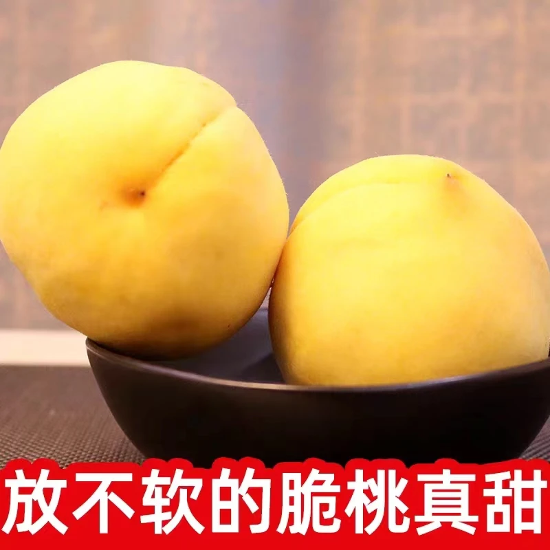 【山东金皇后黄桃】蜜桃脆桃4.5斤装放不软新鲜采摘水果快递包邮