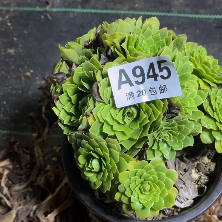 瑞妈多肉植物945