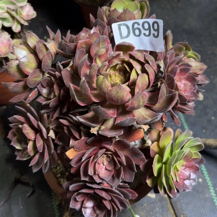 瑞妈多肉园艺699