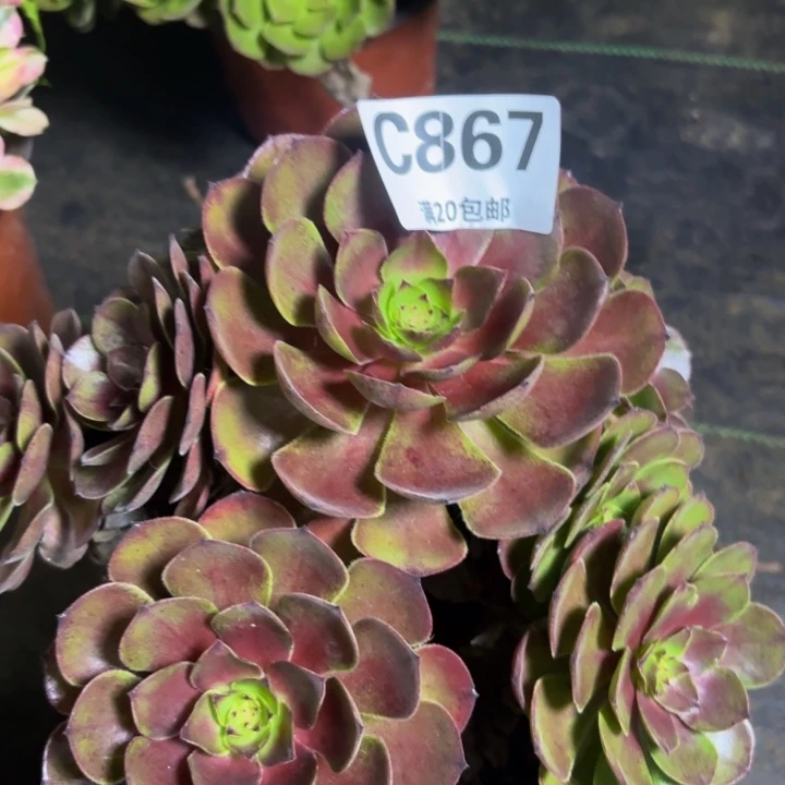 瑞妈多肉园艺867