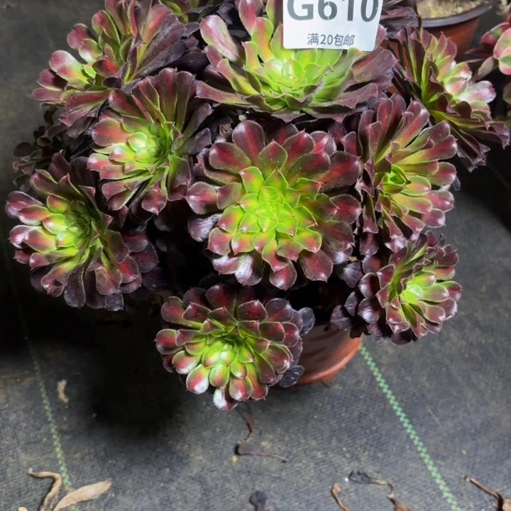 瑞妈多肉园艺610