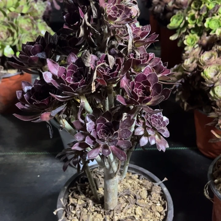 瑞妈多肉植物579