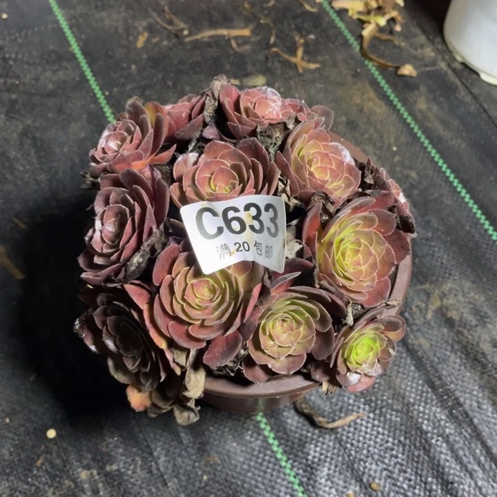 瑞妈多肉植物633