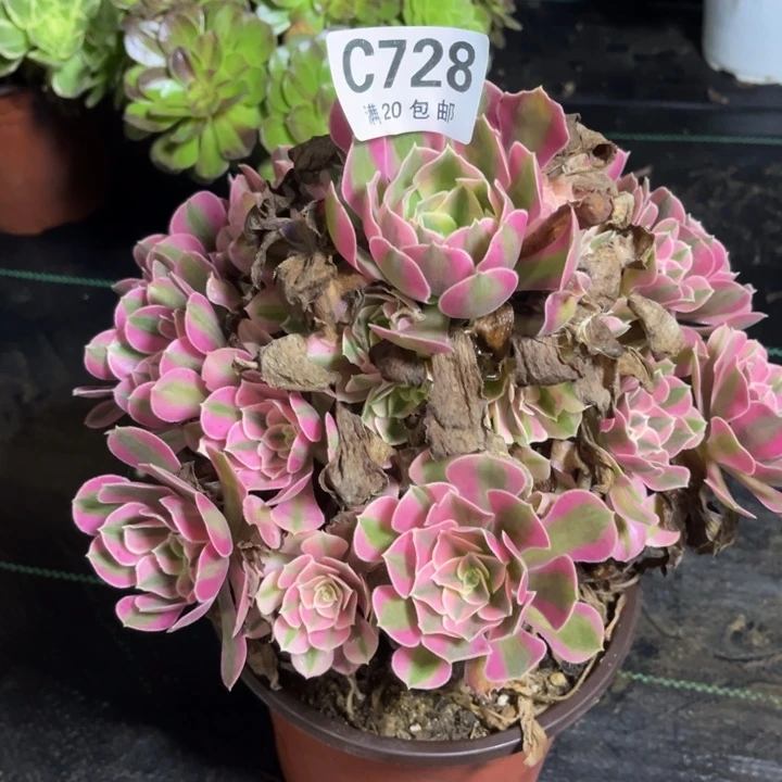 瑞妈多肉植物728