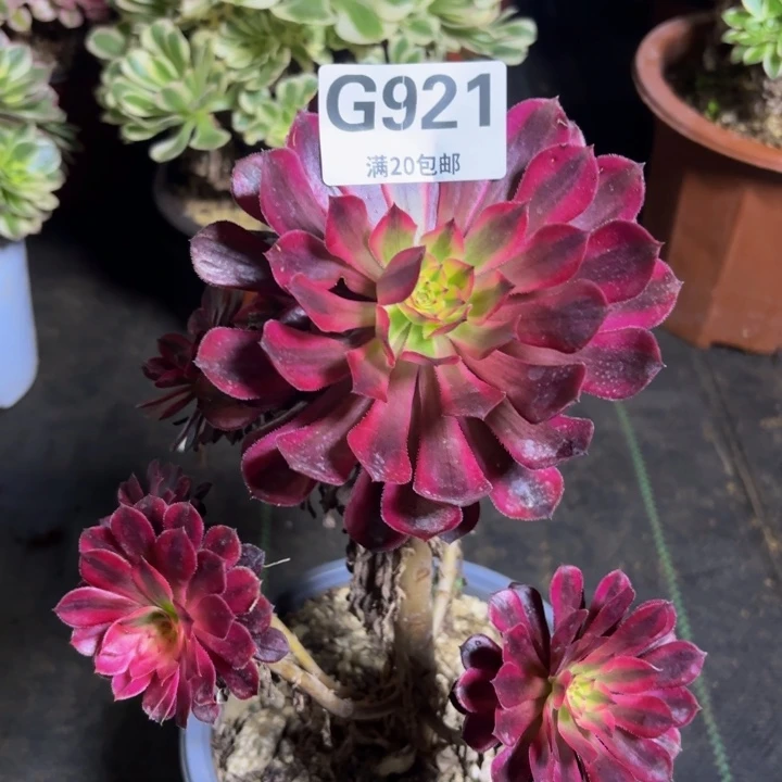 瑞妈多肉园艺921不包断枝