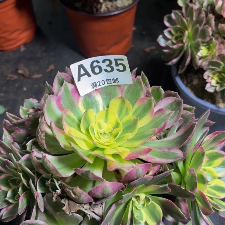 瑞妈多肉园艺635