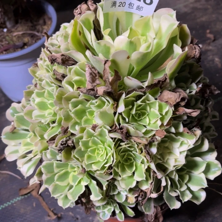 瑞妈多肉植物228