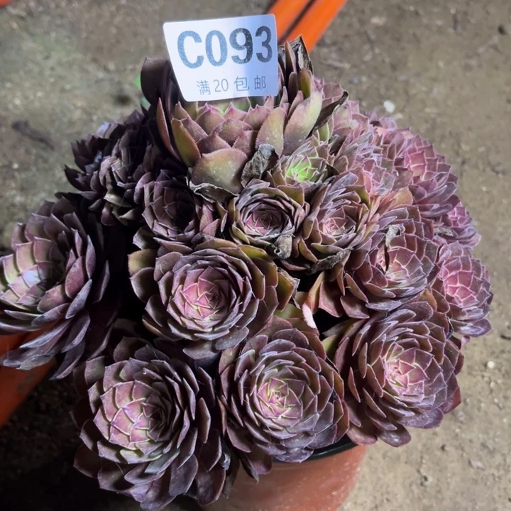 瑞妈多肉植物093