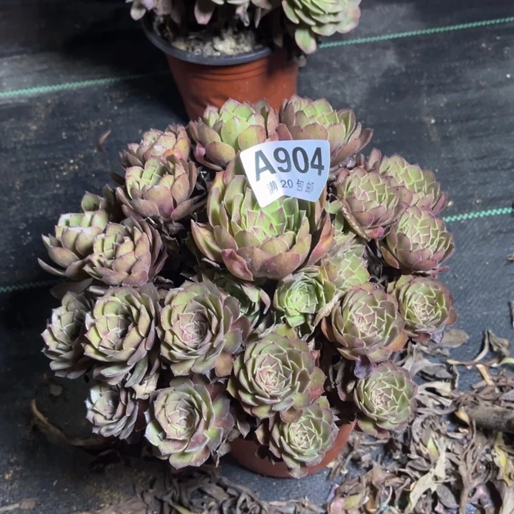 瑞妈多肉植物904