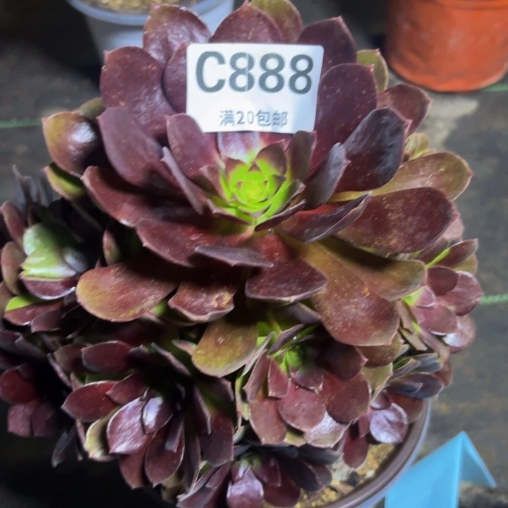 瑞妈多肉园艺888