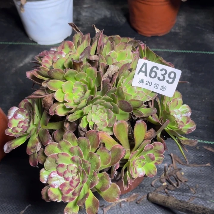 瑞妈多肉植物639
