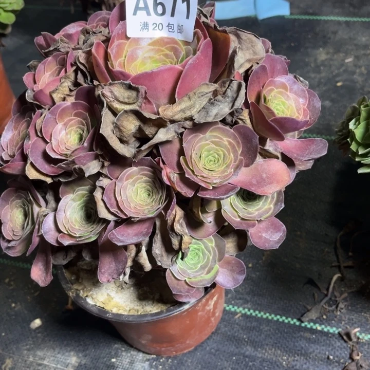 瑞妈多肉植物671
