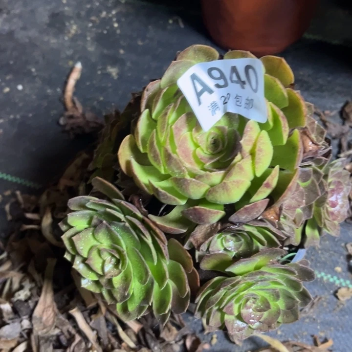 瑞妈多肉植物940
