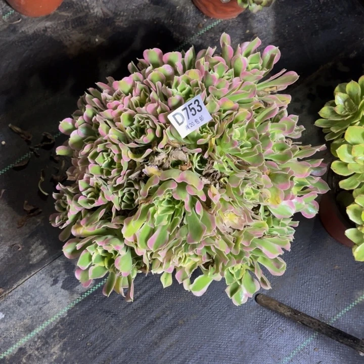 瑞妈多肉植物753