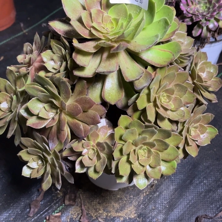 瑞妈多肉植物555