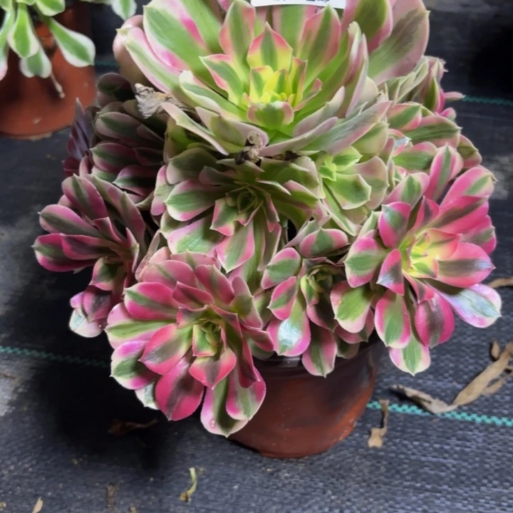 瑞妈多肉园艺  007