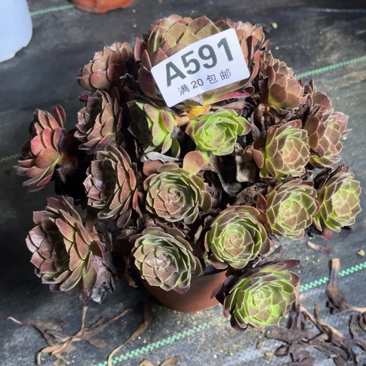 瑞妈多肉植物591