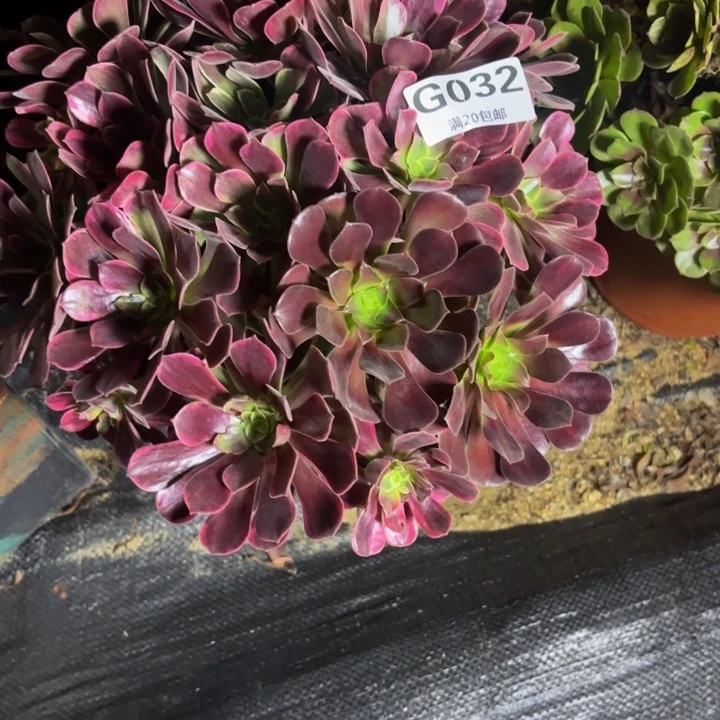 瑞妈多肉园艺032