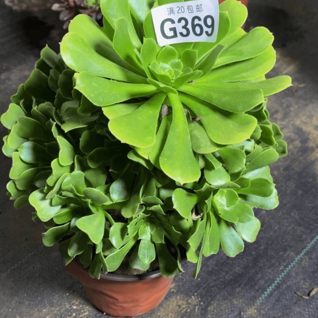 【闪购商品】多肉369